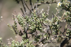 Mortonia scabrella