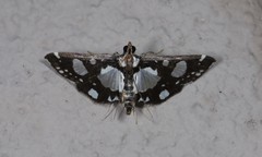 Glyphodes conjunctalis