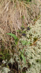Bupleurum triradiatum
