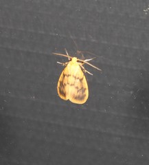 Symmetrodes sciocosma