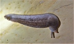 Urocyclus kirkii
