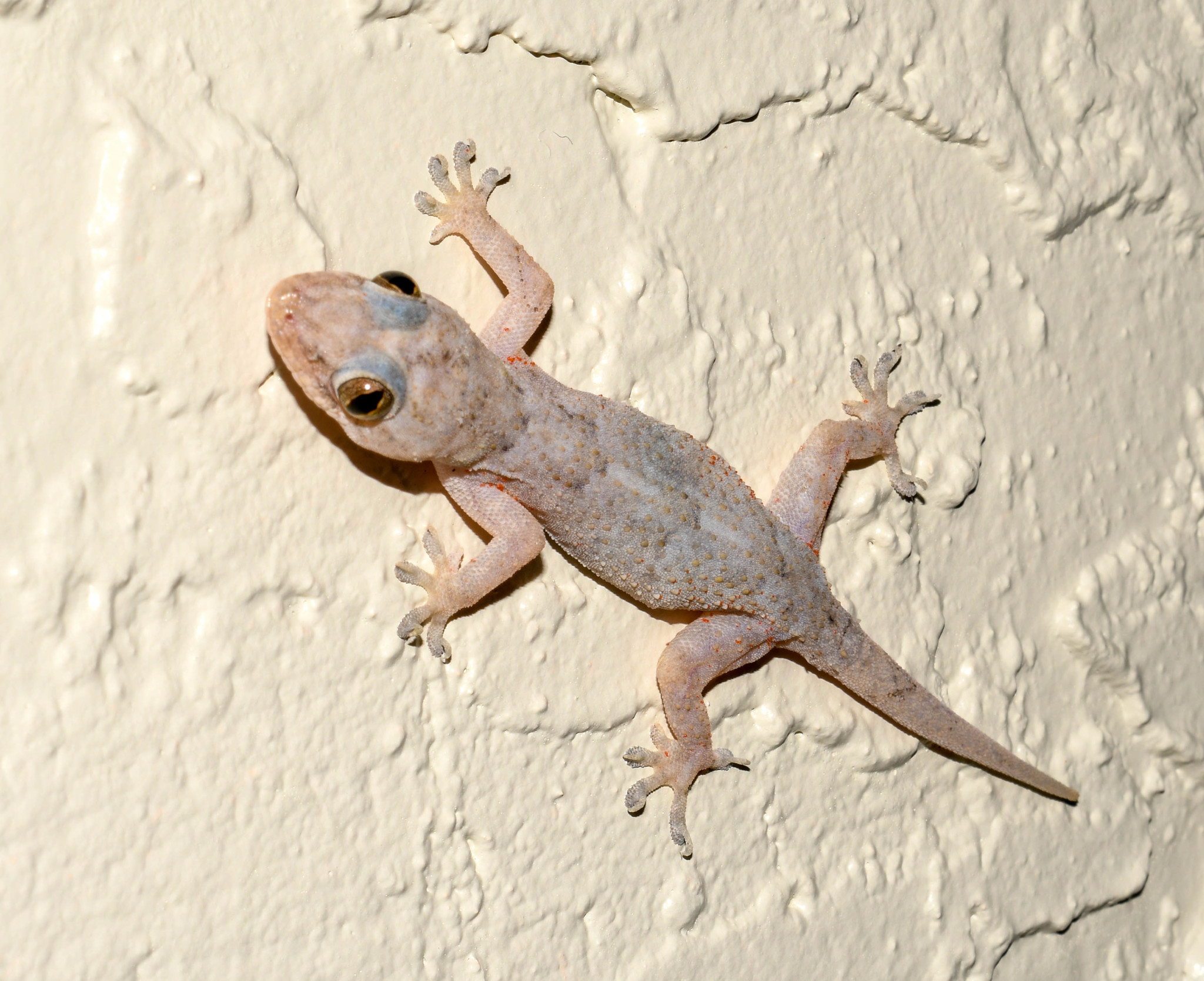 Gecko Gecko