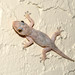 Tropical House Gecko - Photo (c) David Torres, some rights reserved (CC BY-NC), uploaded by David Torres