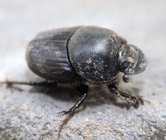 Onthophagus taurus