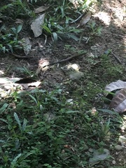 Kentropyx altamazonica