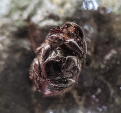 Onthophagus taurus