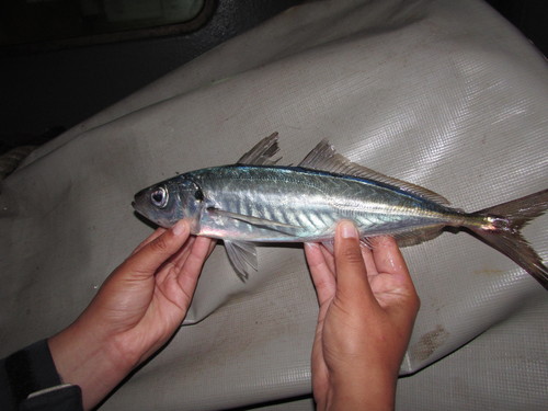 Chilean jack mackerel (Trachurus murphyi) — Carangidae