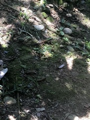 Kentropyx altamazonica