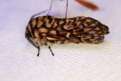 Pararguda diamphidia