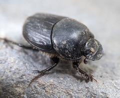 Onthophagus taurus
