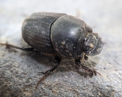 Onthophagus taurus
