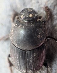 Onthophagus taurus