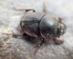 Onthophagus taurus
