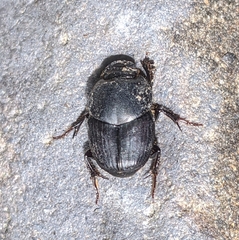 Onthophagus taurus