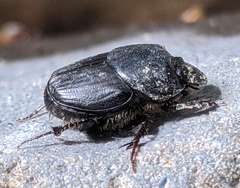 Onthophagus taurus