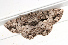 Hypomecis externaria