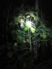 Dendrocnide moroides