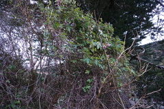 Passiflora pinnatistipula