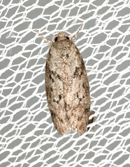 Philobota mucida