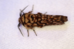 Pararguda diamphidia