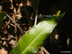 Argia gaumeri