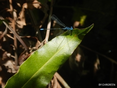 Argia gaumeri