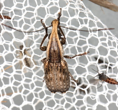 Ancylotropis waterhousei