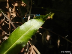 Argia gaumeri