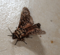 Pararguda diamphidia