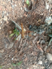 Brachythemis contaminata