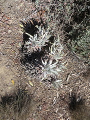 Dudleya virens