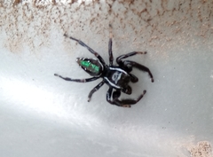 Paraphidippus aurantius
