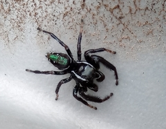 Paraphidippus aurantius
