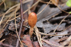 Cordyceps meneristitis