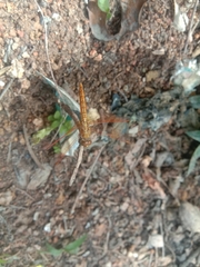 Brachythemis contaminata