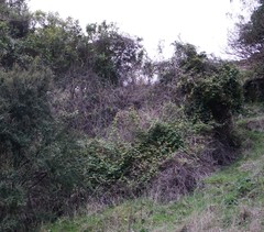 Passiflora pinnatistipula