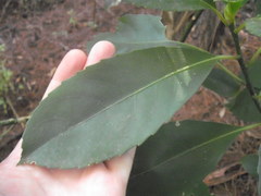 Melicytus macrophyllus