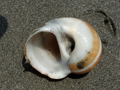 Natica vitellus