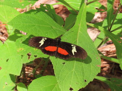 Heliconius doris viridis