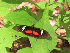 Heliconius doris viridis