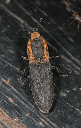 Disk-shaped Click Beetle