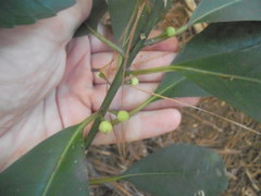 Melicytus macrophyllus