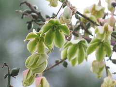 Furcraea guatemalensis