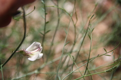 Peteria scoparia