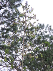 Furcraea guatemalensis