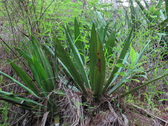 Furcraea guatemalensis