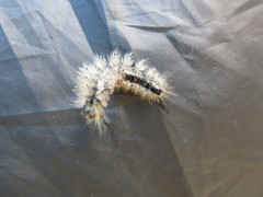 Dasychira dorsipennata