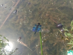 Rhyothemis triangularis