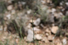 Peteria scoparia