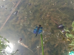 Rhyothemis triangularis